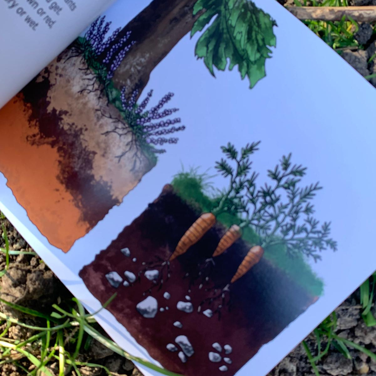 Our Living Soils